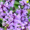 Stachys Grandiflora